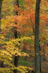 Oak-Hickory Forest in Litchfield Hills, Connecticut