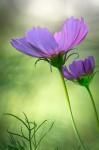 Close-Up Of Purple Cosmos Flowers