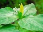 Delaware, A Yellow Trillium, Trillium Erectum, T, Luteum, Growing In A Wildflower Garden