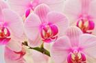 Hybrid Orchids, Selby Gardens, Sarasota, Florida