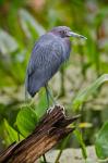 Little Blue Heron, Corkscrew Swamp Sanctuary, Florida