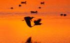 Great Blue Herons Flying at Sunset