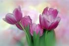 Pastel Pink Blooming Tulips