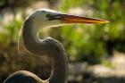 Great Blue Heron, Florida