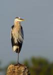 Great Blue Heron bird, Viera wetlands, Florida