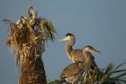 Great Blue Heron bird, Viera wetlands, Florida