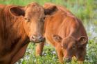 Close-Up Of Red Angus Cow