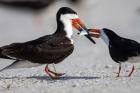 Black Skimmer Fighting Over A Minnow