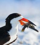 Black Skimmer With Food, Gulf Of Mexico, Florida