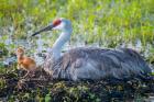 Sandhill Crane On Nest With First Colt