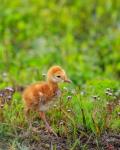 Sandhill Crane Colt Out Foraging, Florida