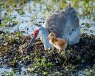 Sandhill Crane Waiting On Second Egg To Hatch, Florida