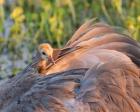 Sandhill Crane On Nest With Baby On Back, Florida