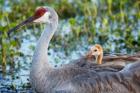 Baby Sandhill Crane On Mother's Back, Florida