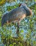 Sandhill Crane Resting, Grus Canadensis, Florida