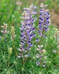 Tailcup Lupine, New Mexico