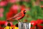 Northern Cardinal On A Fence Post, Marion, IL