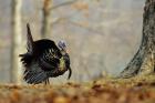 Eastern Wild Turkey Strutting, Illinois