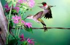 Ruby-Throated Hummingbirds At Bee Balm