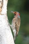 Northern Flicker On A Birch Tree