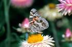 American Lady Butterfly On An Outback Paper Daisy