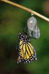 Monarch During Emergence