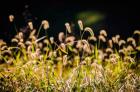 Backlit Grass Seedhead