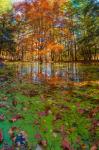 Fall Foliage Reflection In Lake Water