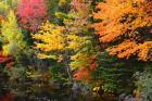 Autumn Trees Along The Sheepscot River, Maine