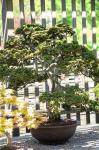 Bonsai Tree, Arnold Arboretum