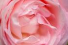 Close-Up Of A Pink Pierre De Ronsard Rose