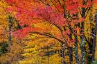 Fall Color On The Keweenaw Peninsula, Michigan