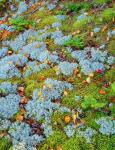 Moss And Balsam Fir Saplings