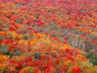 Superior National Forest In Autumn