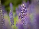 Lupine Near Silver Bay, Northeastern Minnesota 1