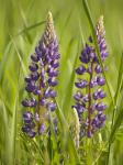 Lupine Near Silver Bay, Northeastern Minnesota 2