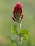 Crimson or Italian flora clover, Mississippi