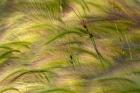 Close-Up Of Foxtail Barley, Medicine Lake National Wildlife Refuge, Montana