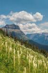 Beargrass As Seen From Glacier National Park
