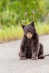 Bear Cub On Camas Road