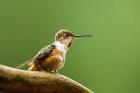 Calliope Hummingbird Perched