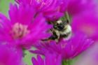 Bumble bee on aster, New Hampshire