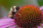 Bumble bee on aster, New Hampshire, Bombus
