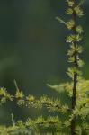 Tamarack Tree Branch and Needles, White Mountain National Forest, New Hampshire