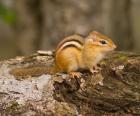 New Hampshire; Lincoln; Franconia Notch SP, Chipmunk