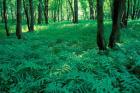 Sensitive Ferns and Silver Maples, Floodplain Forest, Upper Merrimack River, New Hampshire