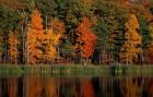 Wetlands in Fall, Peverly Pond, New Hampshire
