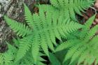 Long Beech Fern, White Mountains National Forest, Waterville Valley, New Hampshire