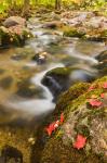 A stream in fall, Grafton, New Hampshire