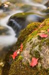 A stream in Fall in a Forest in Grafton, New Hampshire